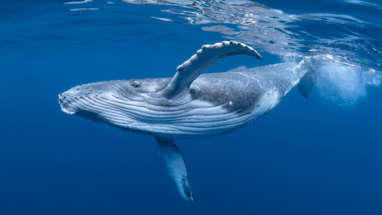 The Humpback Whales of Costa Rica (1)