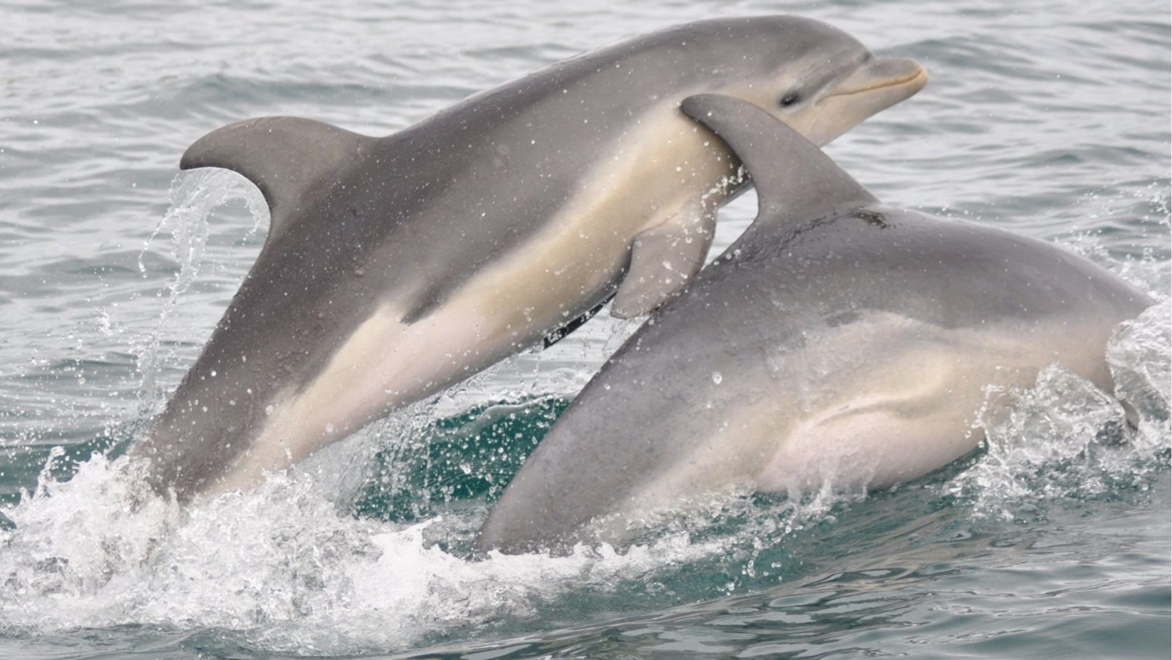 The Burrunan Dolphin of Port Phillip Bay